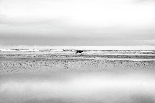 Solitary Horse on Tranquil Beach Wall Art