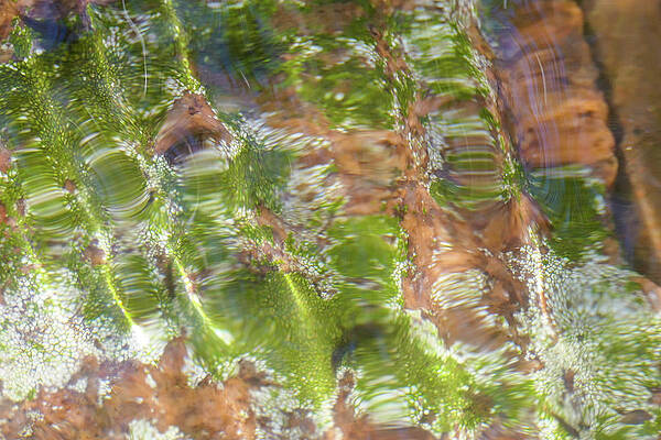 Wall Art featuring the photograph Lichen And Water by Sunniye Buesing