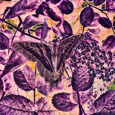 Wall Art featuring the digital art Lichen Textured Swallowtail On A Flower by Bruce Block