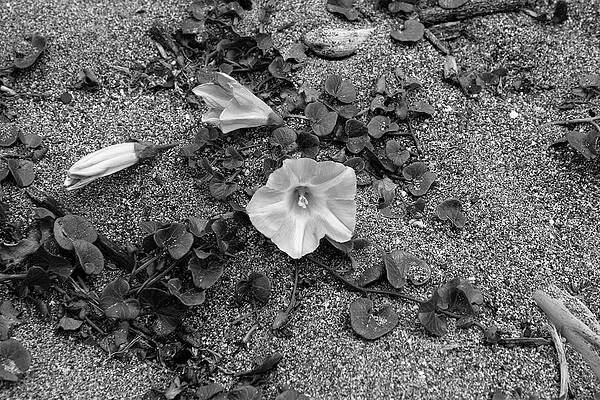 Black And White Photograph - Life by Gina Cinardo