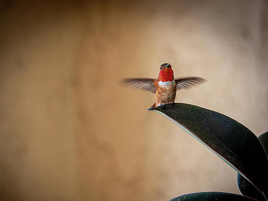 Wall Art featuring the photograph Life Is A Balance by Joe Schofield