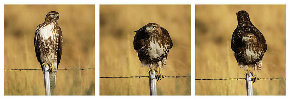 Beautiful Wall Art featuring the photograph Life's A Balancing Act by Mike Lee