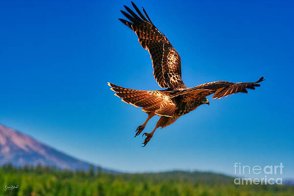 Oregon Photograph - Lift-off by Bruce Block