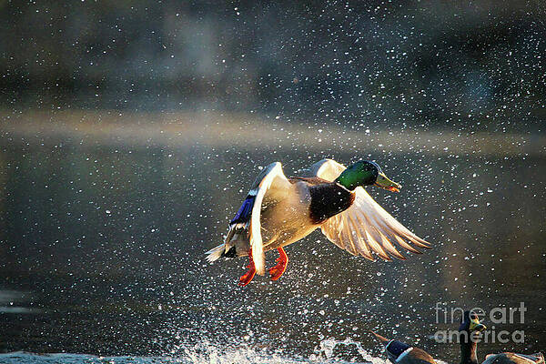 Wildlife Photograph - Lift Off by Thomas Nay