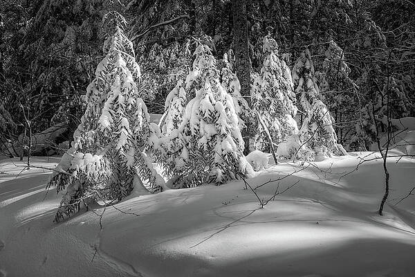 Sky Wall Art featuring the photograph Light In The Winter Wood by Jeff Sinon