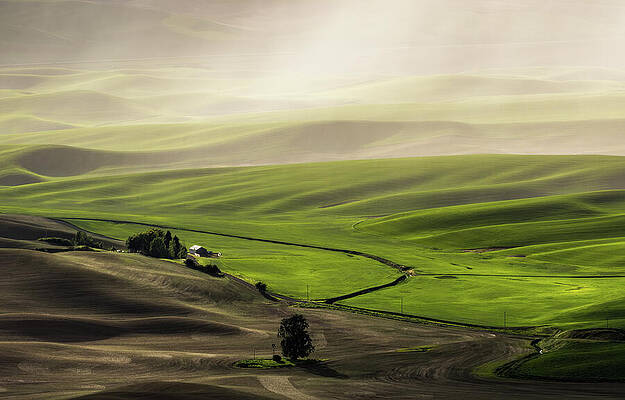 Washington Wall Art featuring the photograph Light Rain by Tim Lyden