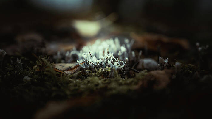 Raw Photograph - Lighting Up The Candlesnuff by Scott Lyons