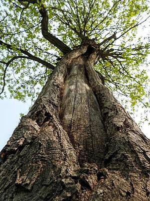 Photograph - Portrait Of A Tree by Amanda R Wright