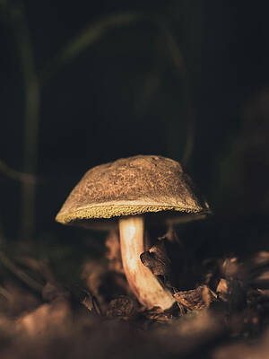 Raw Photograph - Like A Sponge by Scott Lyons