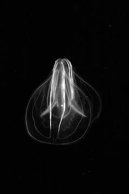 Black And White Photograph - Like Edison by Gina Cinardo