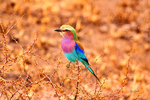 Colorful Wall Art featuring the photograph Lilac Breasted Roller by Bruce Block