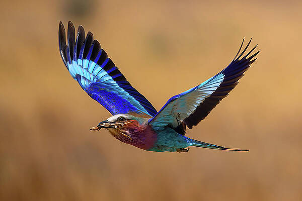 Blue Photograph - Lilac Breasted Roller With Praying Mantis by David Hart