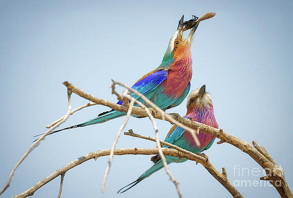 Colorful Lilac-breasted Rollers on Branch Photograph