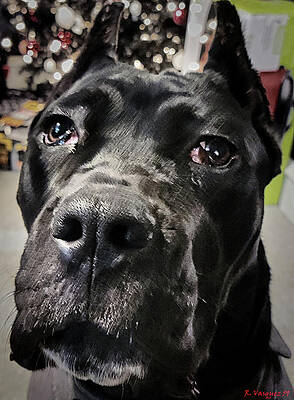 Dog Photograph - Lilith The Cane Corso Pup by Rene Vasquez