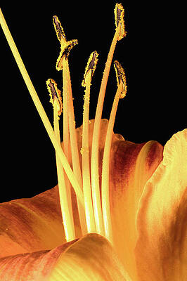 Wall Art featuring the photograph Lily Detail by Steven Nelson