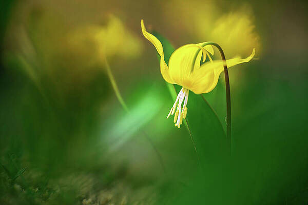 Vibrant Photograph - Lily Garden by Ursula Abresch