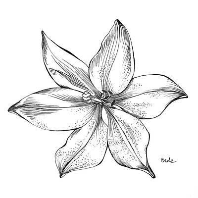 Wall Art featuring the drawing Lily II by Catherine Bede