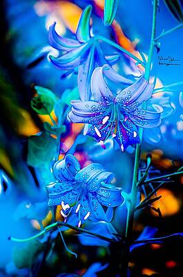 Wall Art featuring the photograph Sask- Lily Of Some Variety by Alex John Bergerman