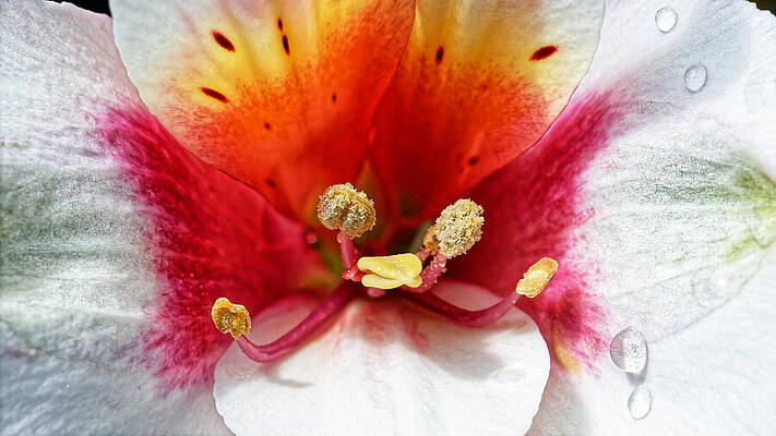 Lily of the Incas by KJ Swan