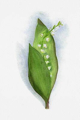 Flower Painting - Lily Of The Valley, May Birth Flower by Elizabeth Reich