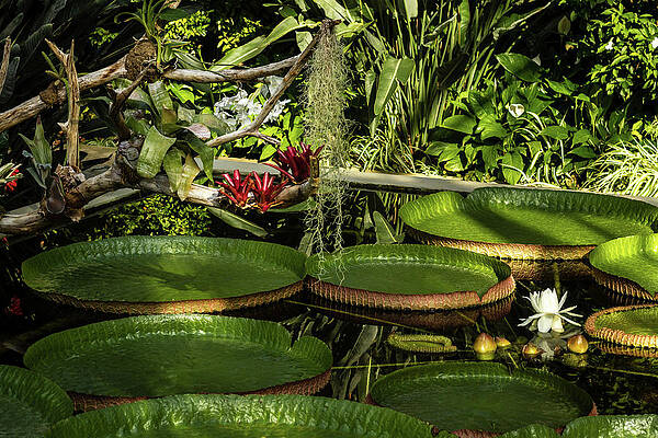 Photograph - Lily Pond by Craig A Walker