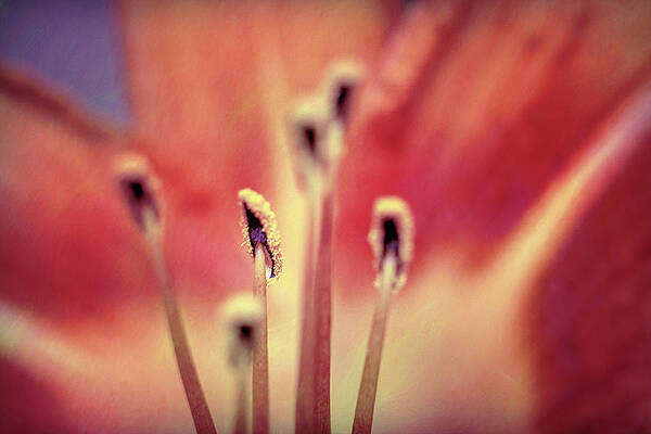 Wall Art featuring the photograph Lily Stamen by Jason Fink
