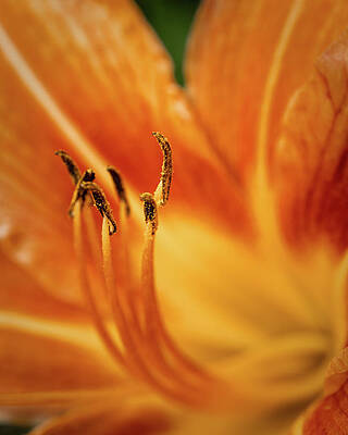 Wall Art featuring the photograph Lily Stamen With Pollen by Jason Fink