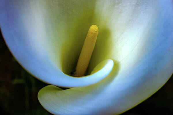 California Wall Art featuring the photograph Lily by Tommy Farnsworth