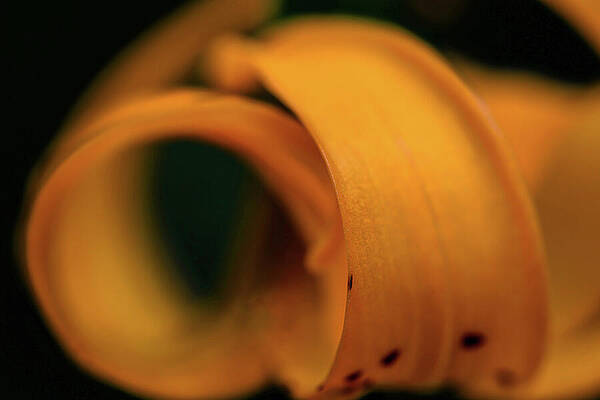 Vibrant Photograph - Lilycurl by Ursula Abresch