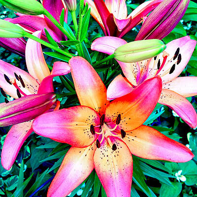 Vibrant Lilies in Bloom Wall Art