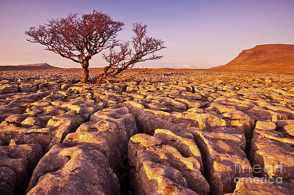 Dramatic Photograph - Limestone Pavement At White Scars, Ingleborough, Yorkshire Dales, England by Neale And Judith Clark