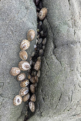 Abstract Photograph - Limpet Parade by Jean Noren