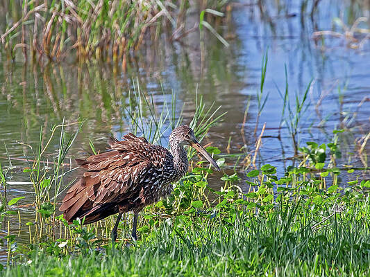 Wall Art featuring the photograph Limpkin by Gina Fitzhugh