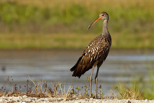 Florida Photograph - Limpkin Looking Back by RD Allen