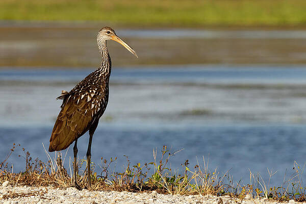 Florida Photograph - Limpkin Looks Ahead by RD Allen