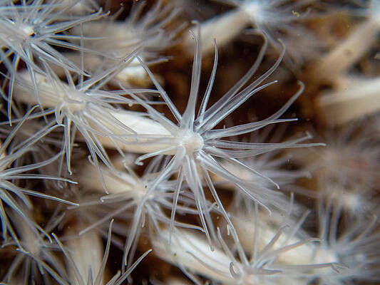 Underwater Wall Art featuring the photograph Lined Anemones In A Group by Brian Weber