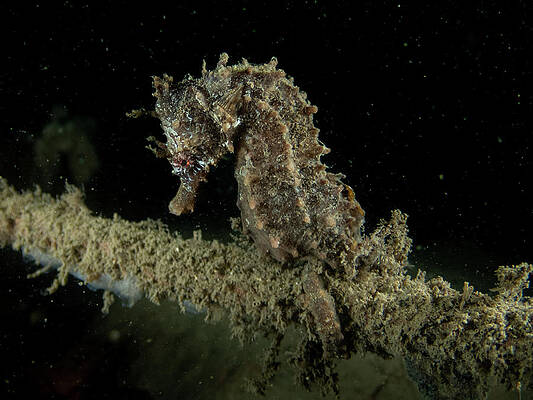 Underwater Wall Art featuring the photograph Lined Seahorse by Brian Weber