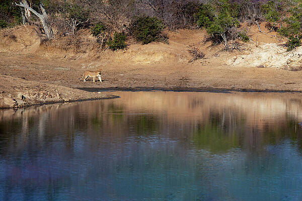 Wall Art featuring the photograph Lion In The African Wild 1 by John Twynam
