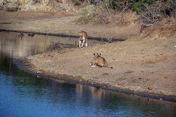 Wall Art featuring the photograph Lion In The African Wild 2 by John Twynam