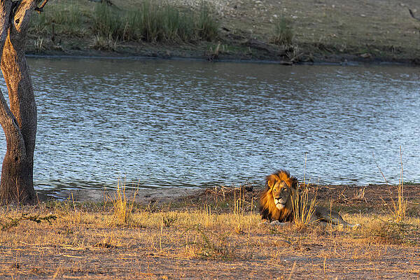 Wall Art featuring the photograph Lion In The Wilderness, Africa by John Twynam