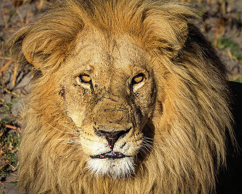 Closeup Wall Art featuring the photograph Lion King by Elvira Peretsman