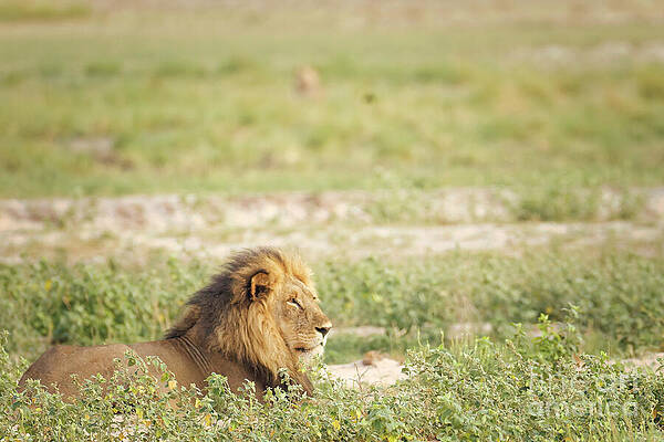 Lion Resting in the Grass Photograph