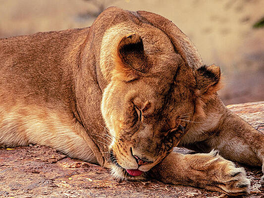 Wildlife Photograph - Lioness Albuquerque Zoo by Robert Niemeier