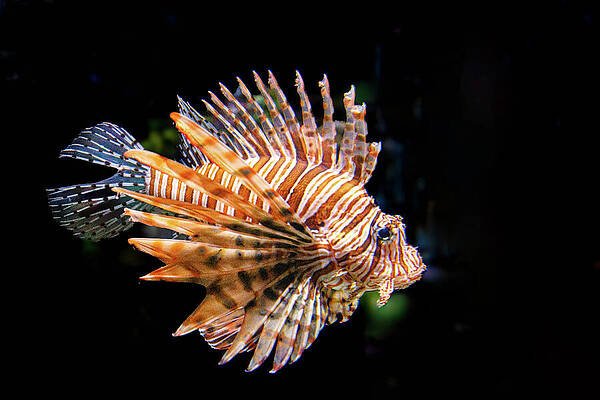 Wildlife Photograph - Lionfish - Black Background by Robert Niemeier