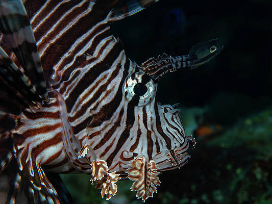 Fish Photograph - Lionfish Profile by Brian Weber