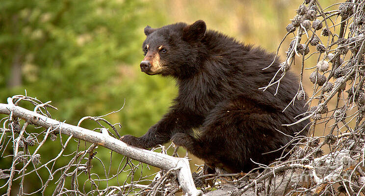 Wilderness Wall Art featuring the photograph Listening In The Tree Tops Crop by Adam Jewell