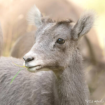Arizona Photograph - Little Bighorn. by Paul Martin