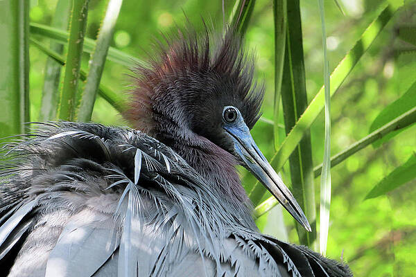Blue Photograph - Little Blue Heron 22A by Sally Fuller