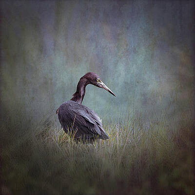 Blue Photograph - Little Blue Heron 29A by Sally Fuller