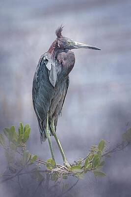 Blue Photograph - Little Blue Heron 49B by Sally Fuller